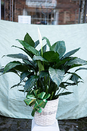 arrangements-027