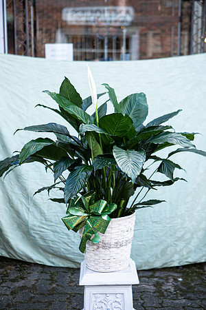 arrangements-028