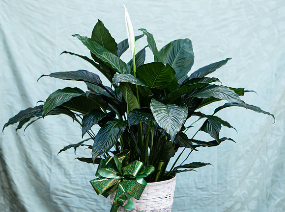 arrangements-029
