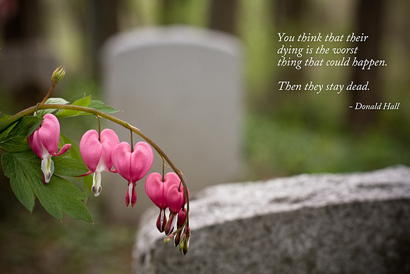bleedinghearts